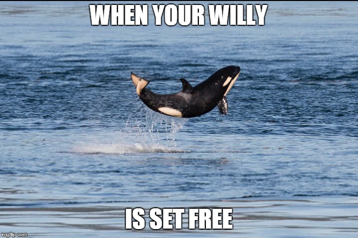 free_willy.jpg